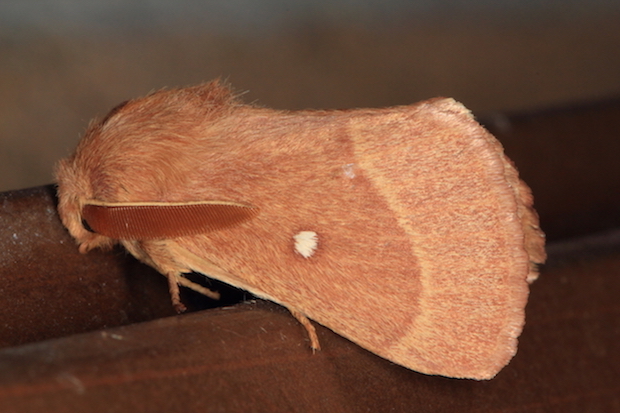 Lasiocampa quercus